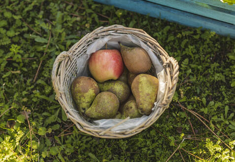 Basket with freh pears and apples staning in meadow - JCCMF08392