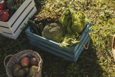 Crates with frsh organic fruit and vegetables standing in meadow - JCCMF08394