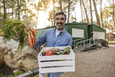 Älterer Mann steht im Garten und trägt eine Kiste mit frischem Gemüse - JCCMF08416