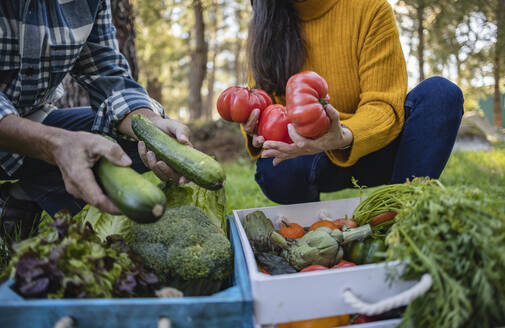 Mann und Frau nehmen Gemüse aus einer Kiste - JCCMF08430