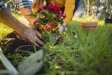 Couple planting flower in natural garden - JCCMF08460