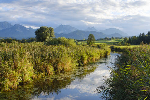 Germany, Bavaria, Tall grasses surrounding narrow inlet of Lake Hopfen - WIF04651