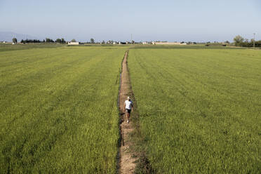Mann geht auf einem Fußweg inmitten von Reisplantagen - MMPF00533