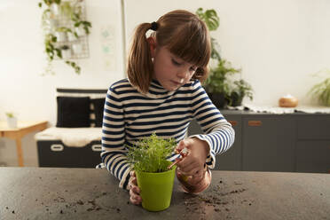 Girl watering plant on table at home - PMF02346