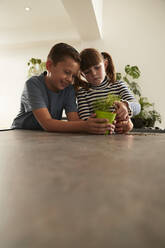 Girl watering plant with brother at home - PMF02348