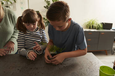 Junge, der bei seiner Schwester und seiner Mutter zu Hause eine Pflanze eintopft - PMF02350