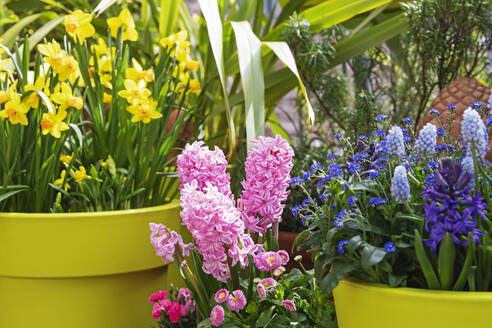 Daffodils, hyacinths, daisies and forget-me-nots cultivated on balcony - GWF07655