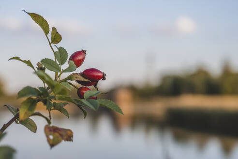 Rose hips growing in autumn - KEBF02527