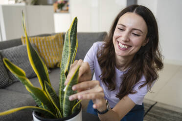 Happy woman cleaning houseplant at home - SVKF00858