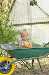 Baby boy holding apple sitting in wheelbarrow at garden - MEGF00254