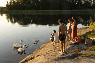 Familie betrachtet Schwanenfamilie beim Schwimmen im See während des Sonnenuntergangs - MASF33506