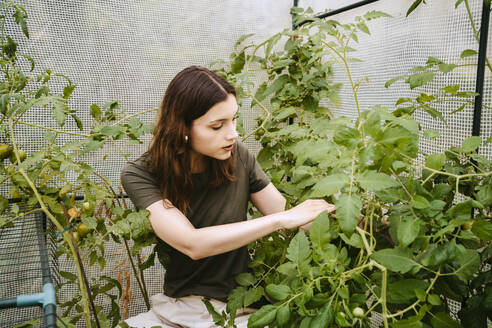 Junge Frau begutachtet Tomatenpflanze im Gemüsegarten - MASF33621