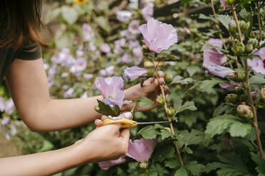 Hände einer Frau, die einen rosa Blumenstiel mit einer Schere im Garten abschneidet - MASF33623