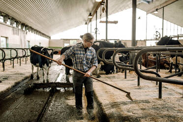 Female farmer cleaning with shovel in dairy farm - MASF33989