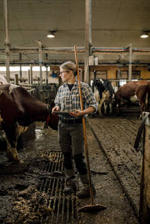 Female farmer with tablet PC and shovel standing by cattle at dairy farm - MASF33990