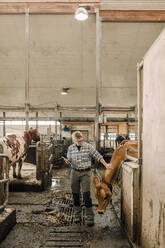 Landwirtin mit Tablet-PC bei der Untersuchung einer Kuh auf einer Rinderfarm - MASF33992