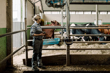 Landwirt steht mit Tablet-PC und untersucht Kühe in einem Milchviehbetrieb - MASF33994