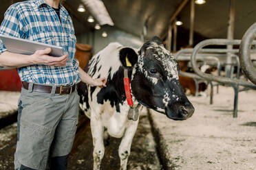 Landwirt mit Tablet-PC neben einer Kuh auf einer Rinderfarm - MASF33995