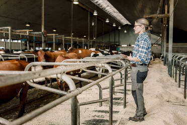 Farmer with digital tablet examining cows at cattle farm - MASF33996