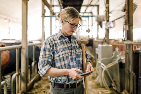 Farmer using smart phone standing with hammer at cattle farm - MASF34000