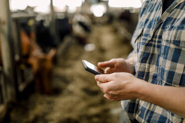 Farmer using smart phone standing with hammer at cattle farm - MASF34002
