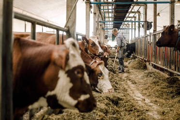 Bäuerin putzt mit Schaufel bei den Kühen in der Rinderfarm - MASF34003