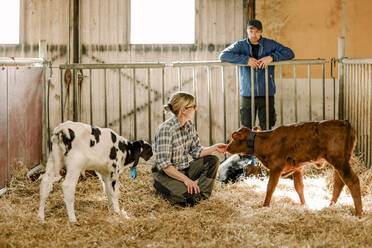 Ältere Landwirte bei der Untersuchung und Fütterung von Kälbern auf einem Rinderhof - MASF34006