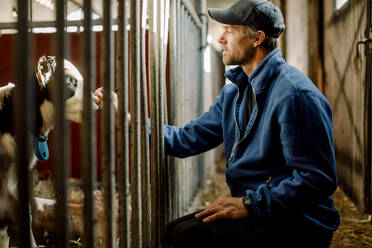 Farmer wearing cap examining calf at cattle farm - MASF34007