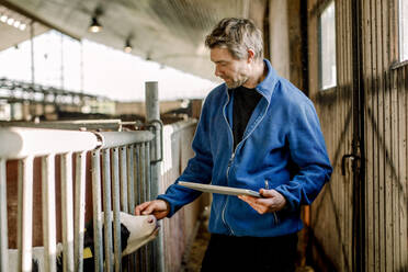 Farmer standing with tablet PC and stroking calf at cattle farm - MASF34010