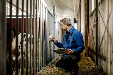 Landwirt mit Tablet-PC bei der Untersuchung eines Kalbes in einem Milchviehbetrieb - MASF34012