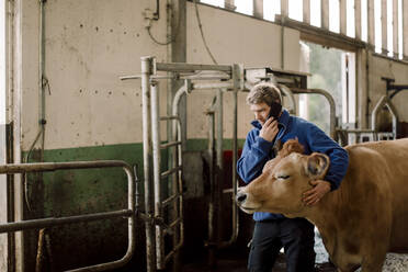 Landwirt telefoniert mit seinem Handy und streichelt eine Kuh auf einer Rinderfarm - MASF34022