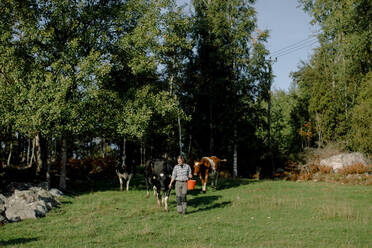 Bäuerin hält Eimer und geht mit Kühen auf einem Feld an einem sonnigen Tag spazieren - MASF34039