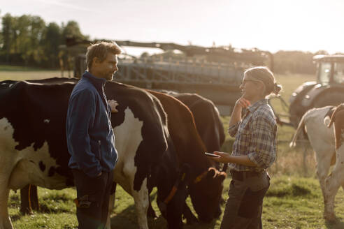 Landwirte stehen bei einer Kuh und diskutieren auf einem Feld an einem sonnigen Tag - MASF34041