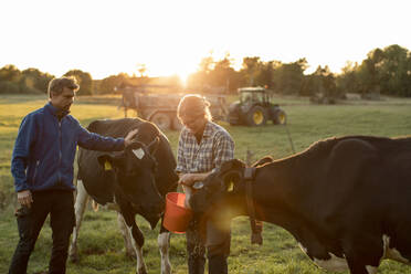 Mature farmers feeding cows on field at sunset - MASF34063