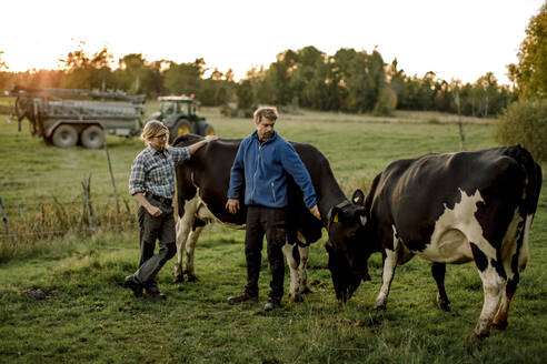 Mature farmers with cows grazing on field during sunset - MASF34068