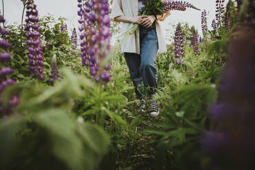 Mädchen mit Lupinenblüten auf einem Feld - IEF00258