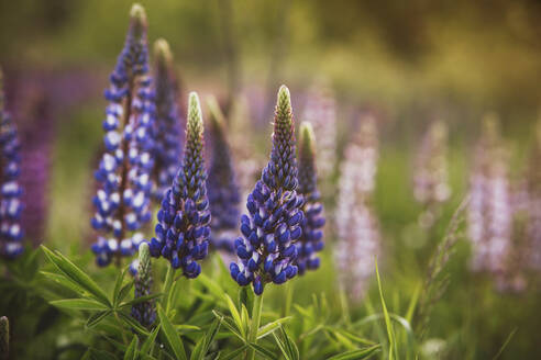 Frische lila Lupinenblüten auf dem Feld - IEF00276