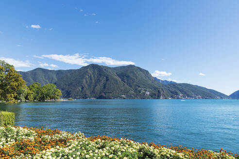 Schweiz, Kanton Tessin, Lugano, Ringelblumen blühen am Ufer des Luganer Sees - GWF07662