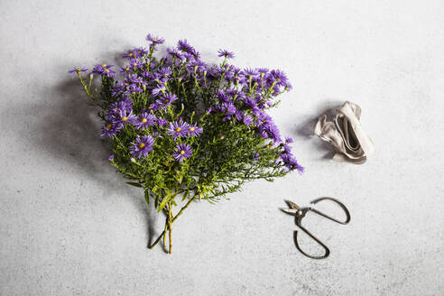 Studio shot of blooming aster flowers of Professor Anton Kippenberg variety - EVGF04175