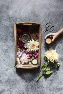 Studioaufnahme eines Tabletts mit verschiedenen Blumen und der Hand einer Frau, die eine Tasse Kaffee aufhebt - EVGF04177