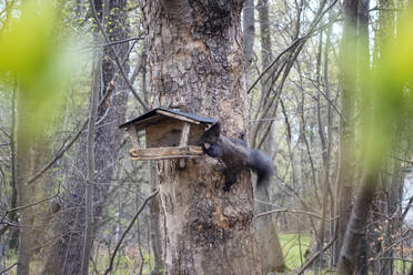 Squirrel grabbing food from birdhouse hanging on tree - MAMF02348