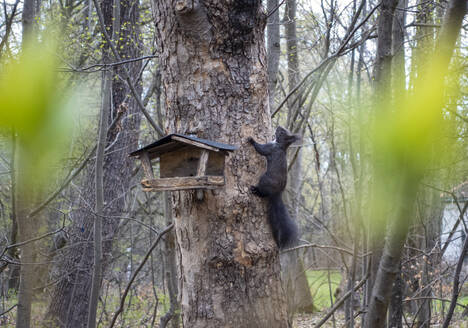 Eichhörnchen schnappt sich Futter aus einem am Baum hängenden Vogelhaus - MAMF02349