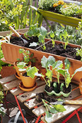 Planting of vegetables in balcony garden - GWF07668