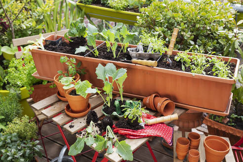 Planting of vegetables in balcony garden - GWF07669