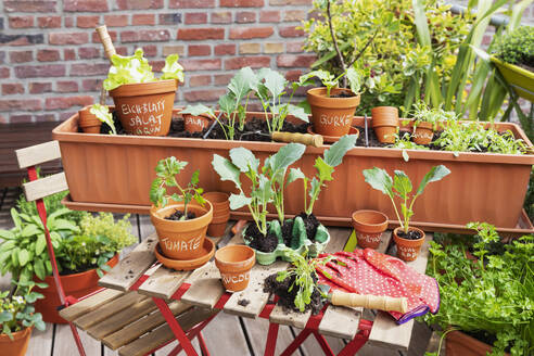 Planting of vegetables in balcony garden - GWF07671