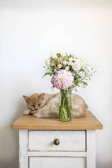 Katze entspannt sich hinter einer Vase mit Blumen, die auf einem kleinen Schrank steht - EVGF04191