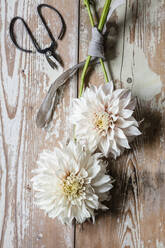 Studio shot of two blooming dahlias of Cafe Au Lait variety - EVGF04192