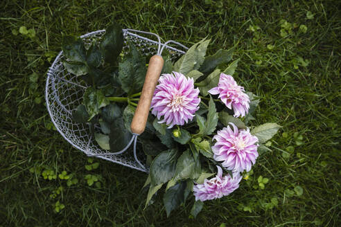 Korb mit frisch geschnittenen Dahlien der Sorte Verones DF - EVGF04195