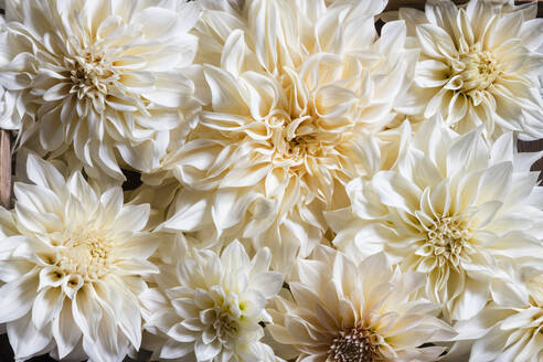 Full frame of blooming dahlias of Cafe Au Lait variety - EVGF04212