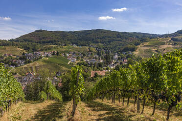 Deutschland, Baden-Württemberg, Sasbachwalden, Sommerlicher Weinberg im Schwarzwald - WDF07200